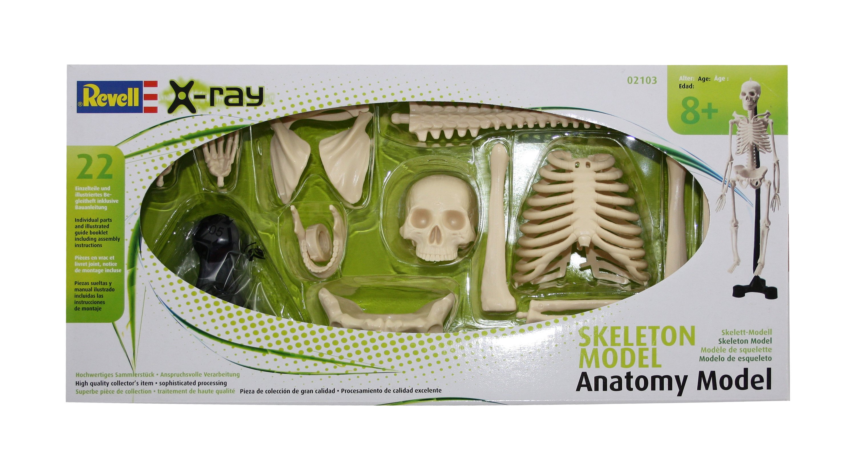 (PG 12) Revell Skelett Anatomie-Modell