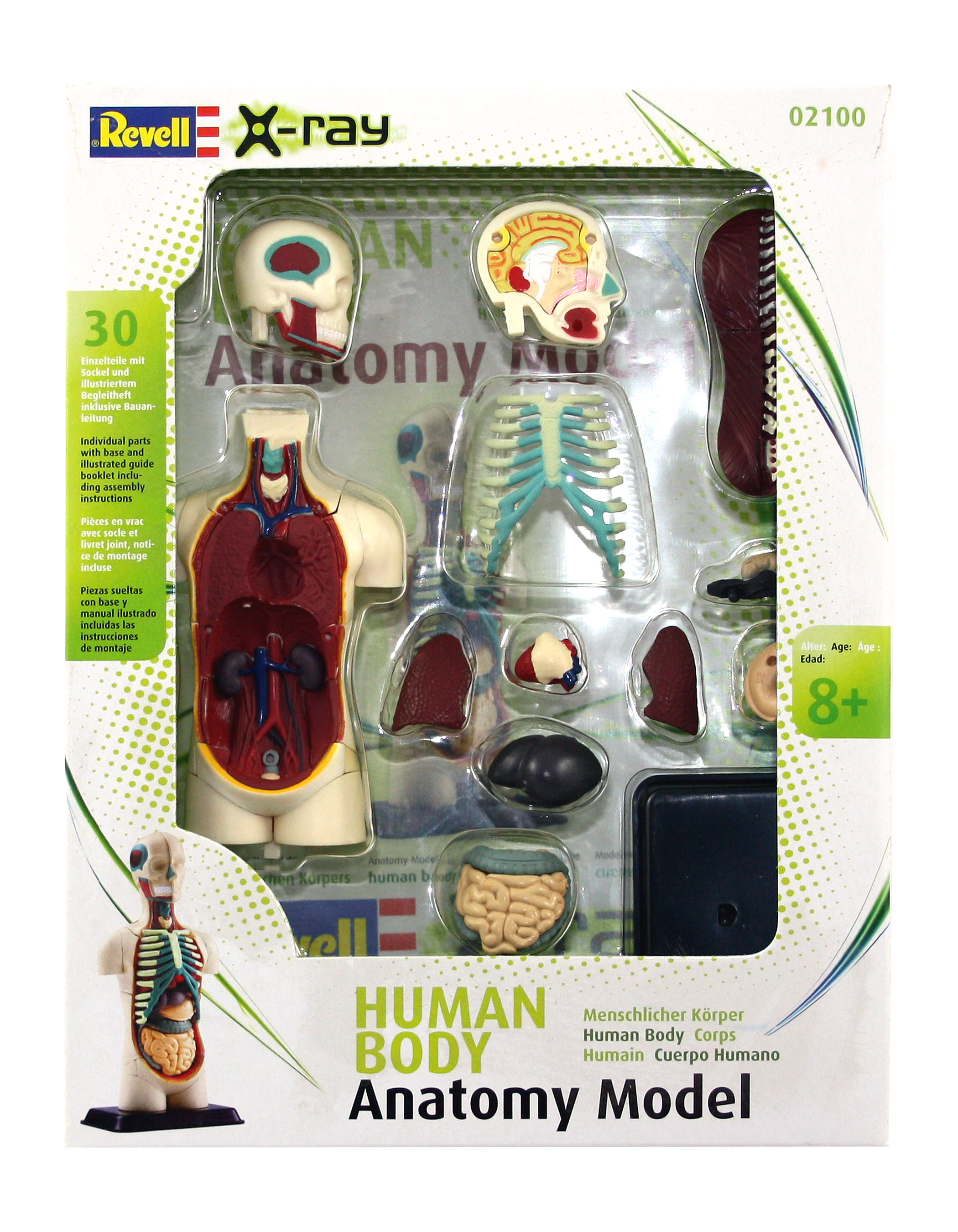 (PG 12) Revell Menschlicher Körper Anatomie-Modell
